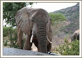 Napasha is back at the stockade after a long time