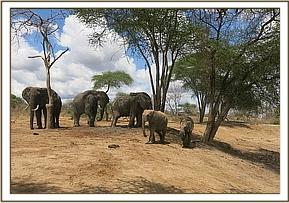 Orwa and Kanjoro with the wild elephants