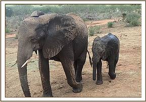 Mulika and Mwende visiting the stockade
