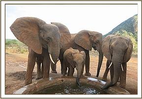 Mulike, Mwende, Nasalot and Sidai drinking