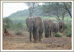 Naserian leading Yatta's group to the stockade