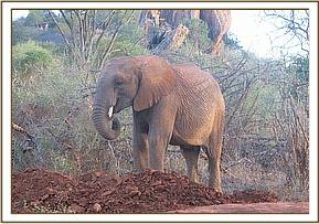 Orwa on a mud pile