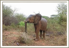 Lualeni came to greet the young ones