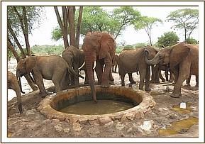 Napasha at the water trough with the young ones