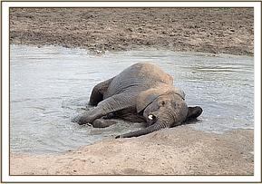 Lualeni wallowing