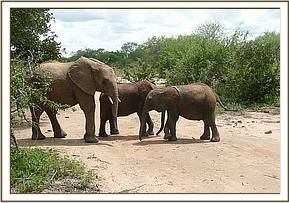 Madiba with Chaimu and Ithumbah