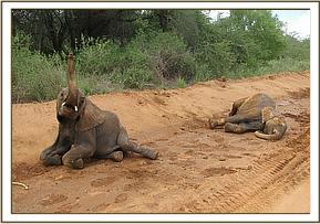 Ithumbah & Kilaguni enjoying themselves