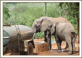Napasha and wild friend taking water