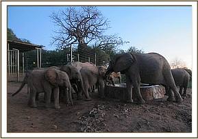 Yatta says hi to the orphans
