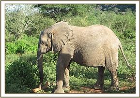 Madiba