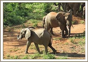 Wendi walking past a wild eelphant
