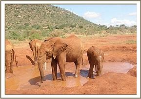 Lempaute with Bada in the mud bath