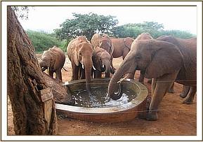 Emily's herd drinking at the stockade