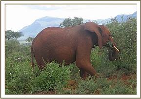 Lesanju browsing with the other orphans