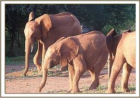 Lesanju monitoring Bada and Mudanda's match