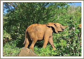 Lesanju stretching for vegitation