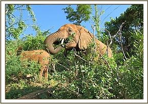 Lempaute and Lesanju browsing near each other