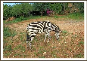 Lualeni the zebra browsing at the stockade