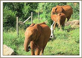 Lesanju leading the way