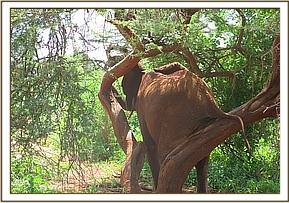Lesanju scratching