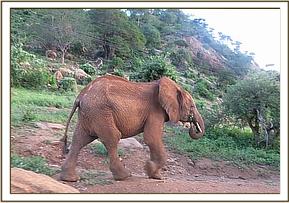 Lempaute walking away