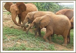 Sinya greeting Tundani and Nelion