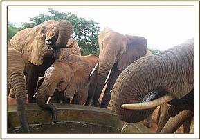 Emily's herd drinking at the stockade