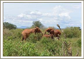 Lesanju confronted by wild cow