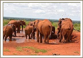 Emily's herd enjoying the water hole