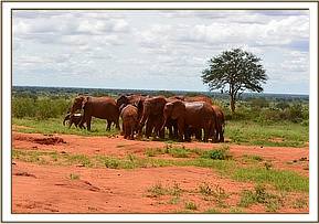 Emily's herd leaving with Emma leading the way