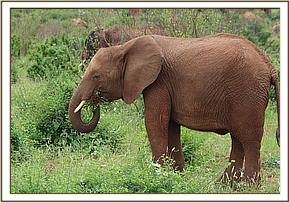 Arruba with a mouthful of grass