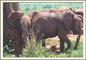 Arruba pushing Ndoria against the Baobab
