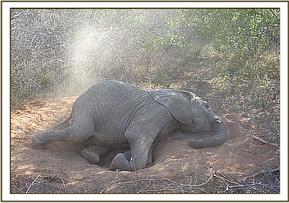 Napasha resting under the shade of a tree