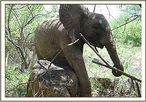 Wendi scratching against a rock