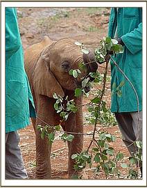 Lualeni eating some greens at mudbath