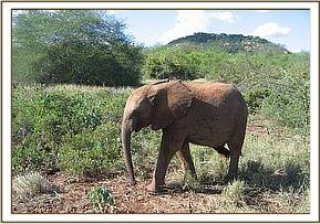 Madiba browsing