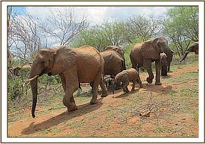 Yatta leading her baby Yetu