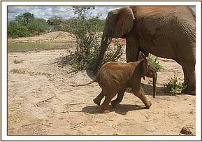 Yetu playing
