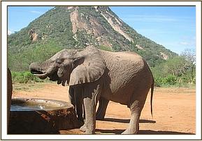 Napasha having a drink