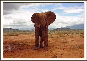 Laikipia