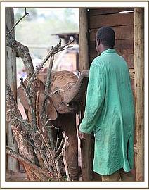 Lempaute refusing to go in the lorry