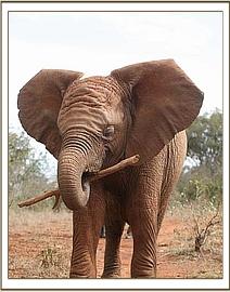 Lempaute playing with a stick