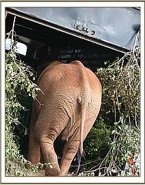 Lesanju in the lorry