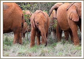 Ambo surrounded by the big girls