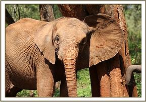 Orwa has a scratch against a tree