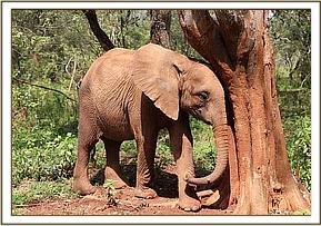Orwa scratches up against a tree