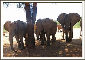 Mulika's group