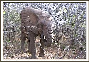 Napasha feeding