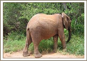 Taita feeding