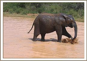 Napasha splashing in the mudwallow